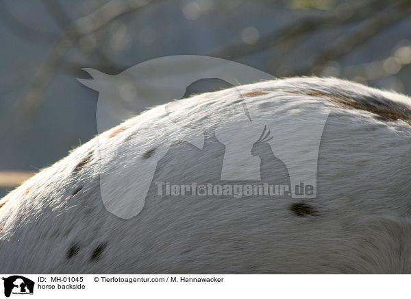 horse backside / MH-01045