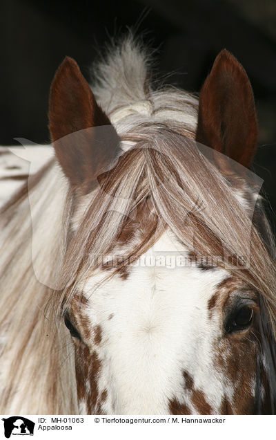 Appaloosa / MH-01063