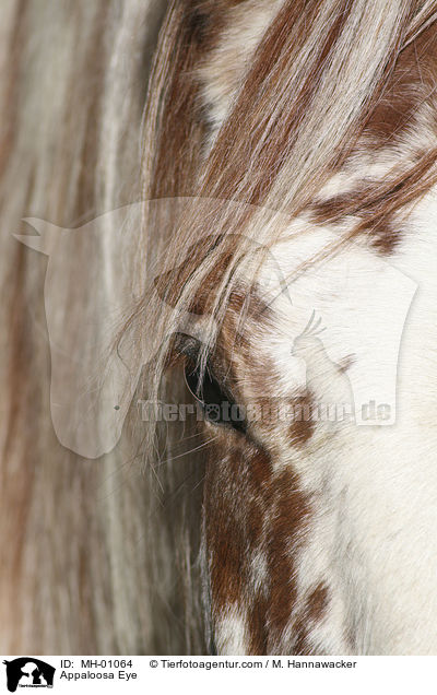 Appaloosa Eye / MH-01064