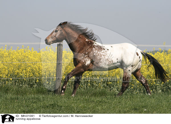 rennender Appaloosa / running appaloosa / MH-01081