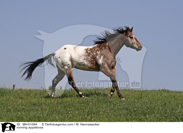 running appaloosa / MH-01084