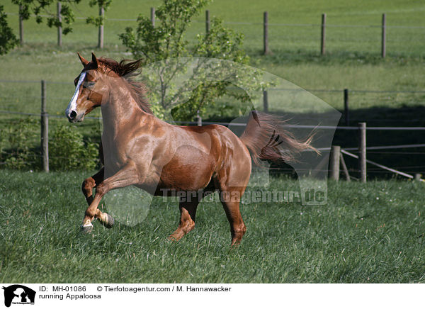 rennender Appaloosa / running Appaloosa / MH-01086