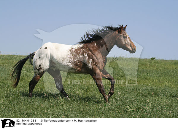 running appaloosa / MH-01088