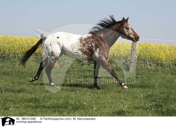 running appaloosa / MH-01089