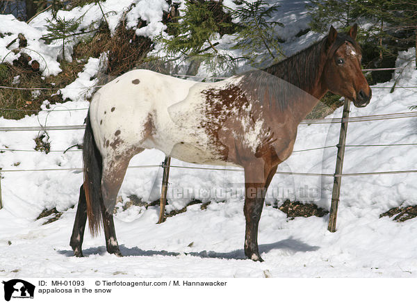 Appaloosa im Schnee / appaloosa in the snow / MH-01093
