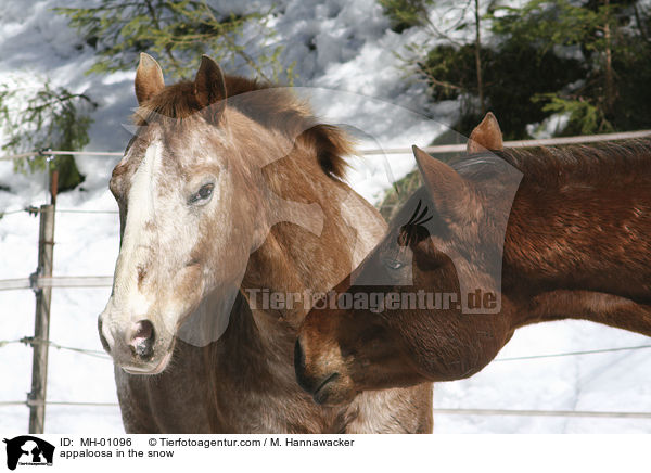 Appaloosa im Schnee / appaloosa in the snow / MH-01096