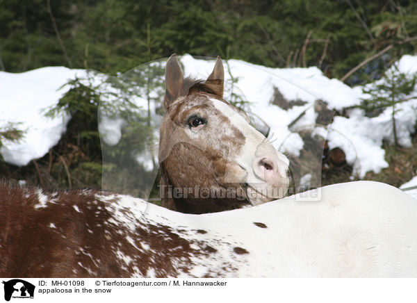 Appaloosa im Schnee / appaloosa in the snow / MH-01098