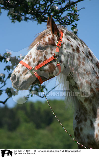 Appaloosa Portrait / Appaloosa Portrait / MH-01107