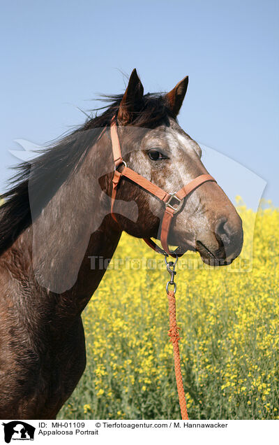 Appaloosa Portrait / Appaloosa Portrait / MH-01109