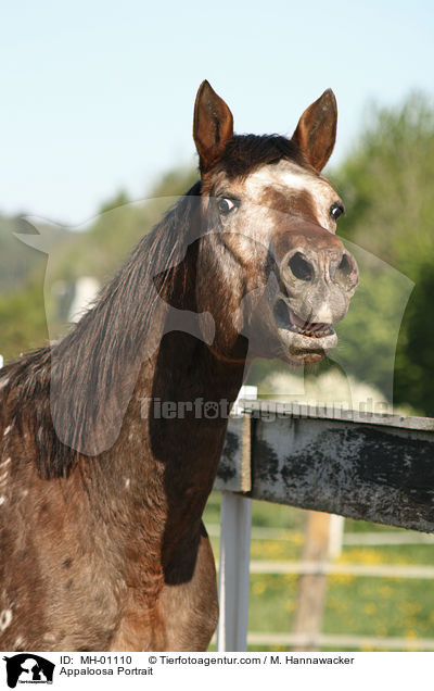 Appaloosa Portrait / Appaloosa Portrait / MH-01110