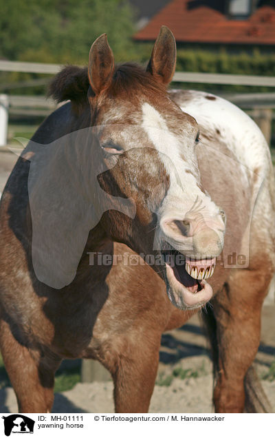 ghnendes Pferd / yawning horse / MH-01111