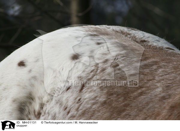 Kruppe / crupper / MH-01131