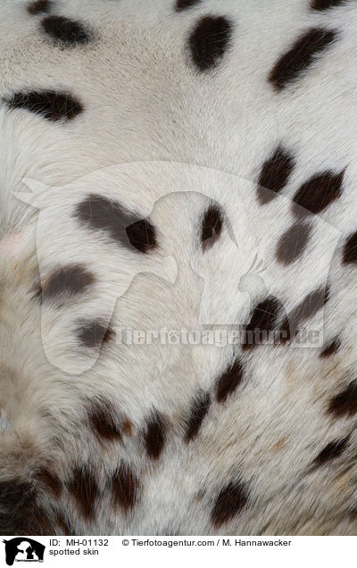 gepunktete Fellzeichnung / spotted skin / MH-01132