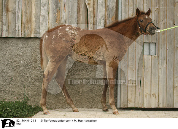 foal / MH-01211