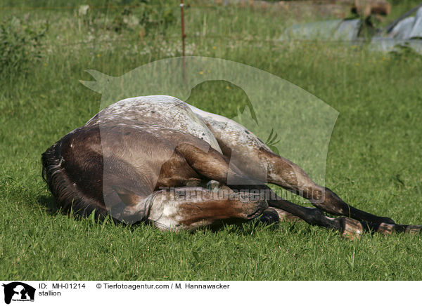 stallion / MH-01214
