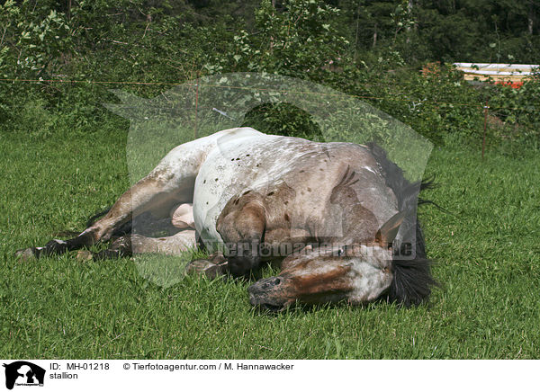 stallion / MH-01218