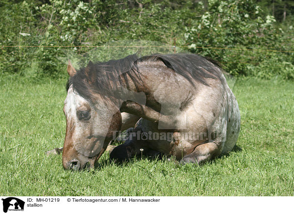 Appaloosa Hengst / stallion / MH-01219
