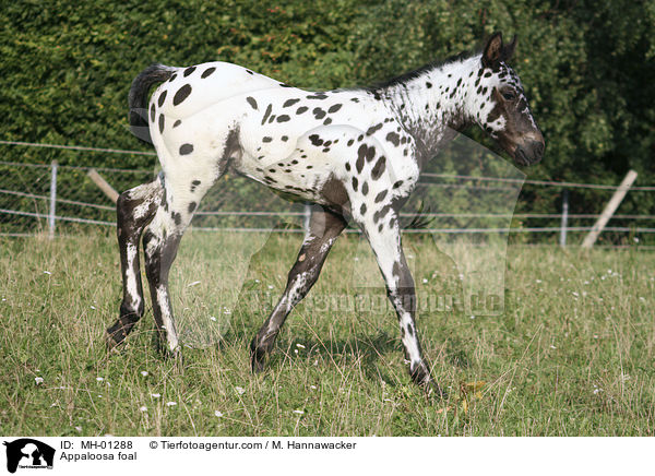 Appaloosa foal / MH-01288