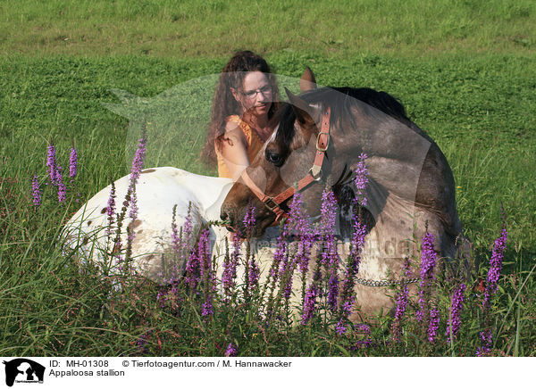Appaloosa Hengst / Appaloosa stallion / MH-01308