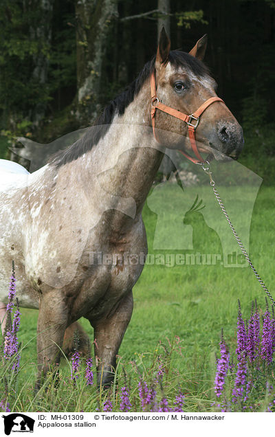 Appaloosa Hengst / Appaloosa stallion / MH-01309
