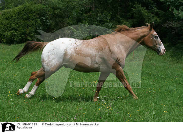 Appaloosa / Appaloosa / MH-01313