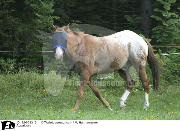 Appaloosa / MH-01316