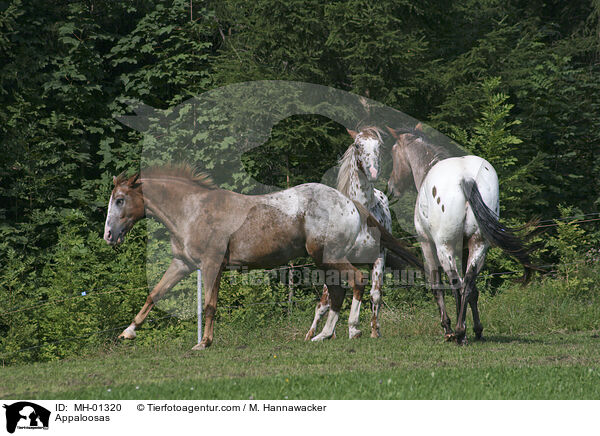 Appaloosas / Appaloosas / MH-01320
