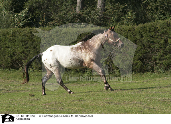 Appaloosa / Appaloosa / MH-01323