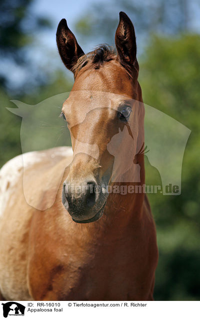 Appaloosa Fohlen / Appaloosa foal / RR-16010