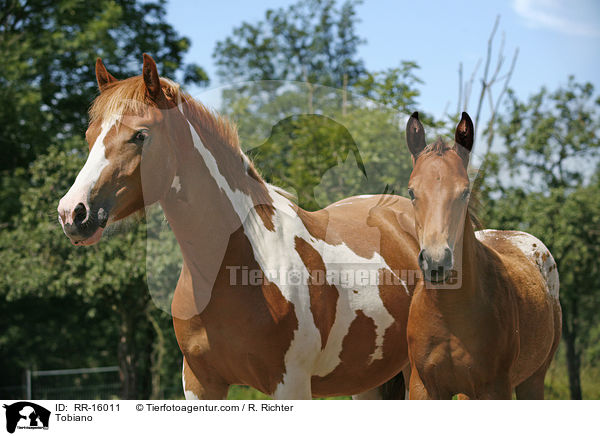 Tobiano / RR-16011