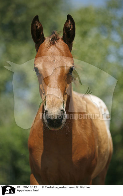 Appaloosa foal / RR-16013