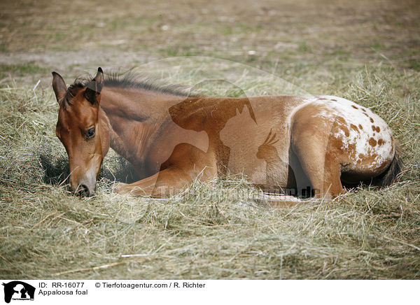Appaloosa Fohlen / Appaloosa foal / RR-16077