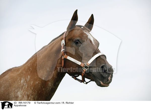 Appaloosa / RR-16179