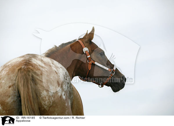 Appaloosa / RR-16185