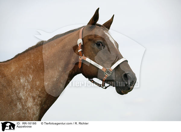 Appaloosa / RR-16186
