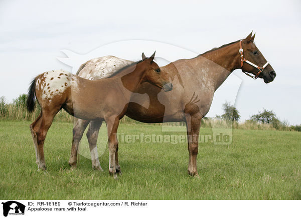 Appaloosa Stute mit Fohlen / Appaloosa mare with foal / RR-16189
