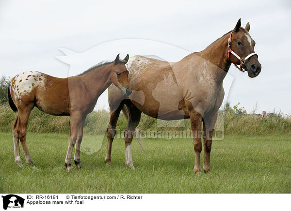Appaloosa mare with foal / RR-16191