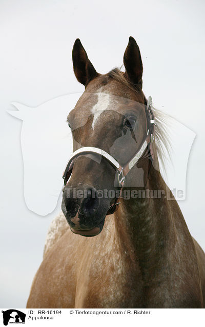 Appaloosa / RR-16194