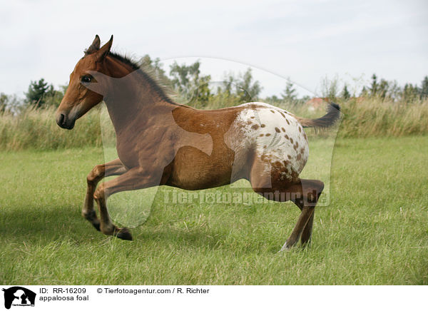 Appaloosa Fohlen / appaloosa foal / RR-16209