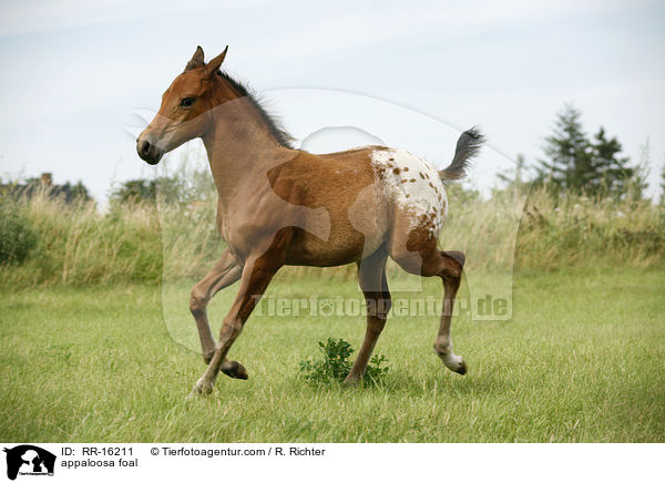 Appaloosa Fohlen / appaloosa foal / RR-16211