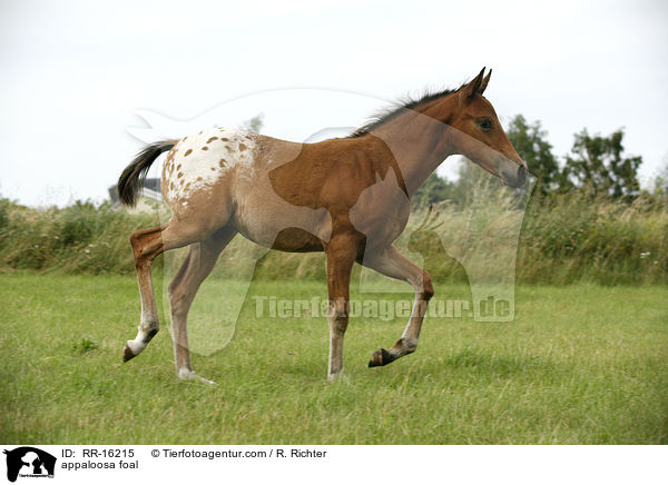 Appaloosa Fohlen / appaloosa foal / RR-16215