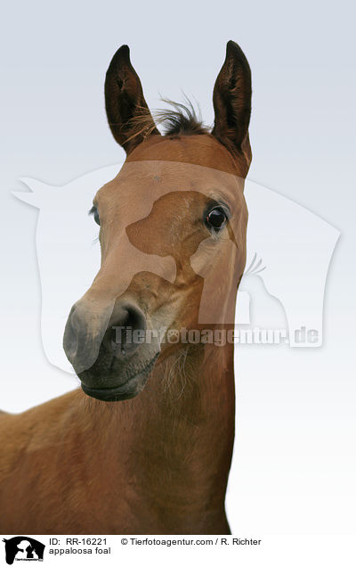 Appaloosa Fohlen / appaloosa foal / RR-16221