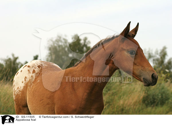 Appaloosa foal / SS-11505