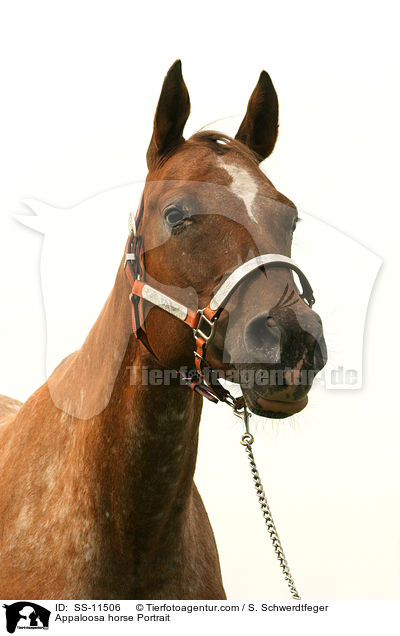 Appaloosa horse Portrait / SS-11506