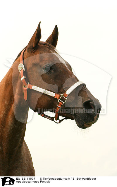 Appaloosa Stute Portrait / Appaloosa horse Portrait / SS-11507