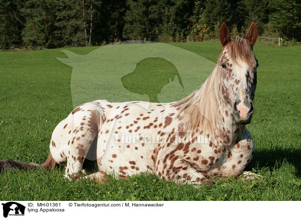 lying Appaloosa / MH-01361