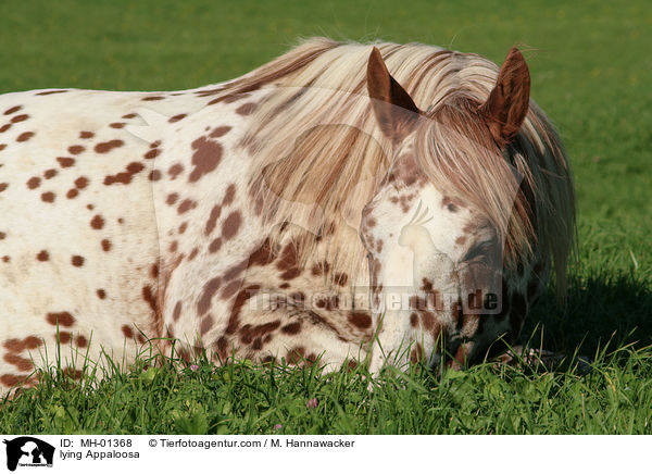 liegender Appaloosa / lying Appaloosa / MH-01368