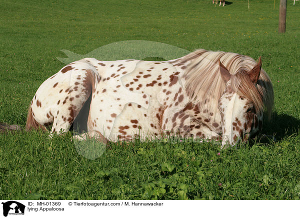 liegender Appaloosa / lying Appaloosa / MH-01369