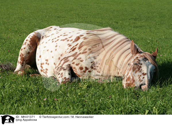 liegender Appaloosa / lying Appaloosa / MH-01371