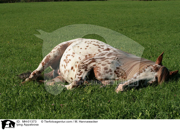 liegender Appaloosa / lying Appaloosa / MH-01373